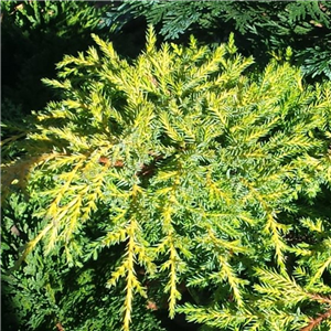 Juniperus X pfitzeriana Gold Star