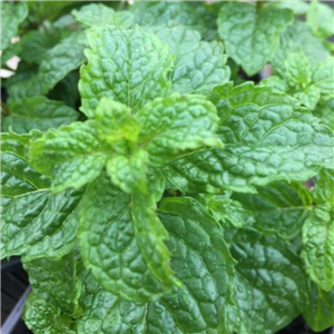 Herb Mint - Russian (Mentha spicata Russian)