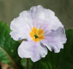 Primula Iris Mainwaring