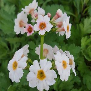 Primula japonica Postford White