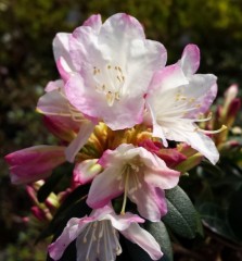 Rhododendron Ginny Gee
