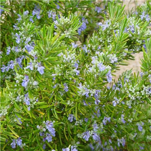 Herb Rosemary (Rosmarinus officinalis)
