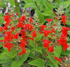 Salvia coccinea Lady In Red