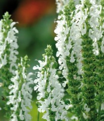 Salvia nemerosa Lyrical White