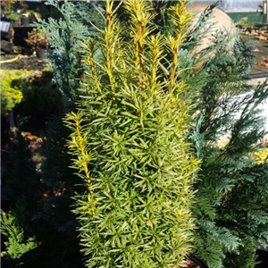 Taxus baccata Germers Gold