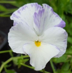 Viola cornuta Magpie
