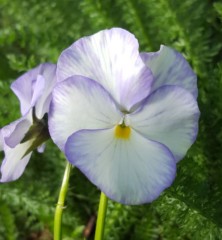 Viola cornuta Magpie