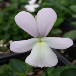 Viola cornuta Maidens Blush