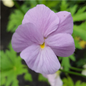 Viola cornuta Vita