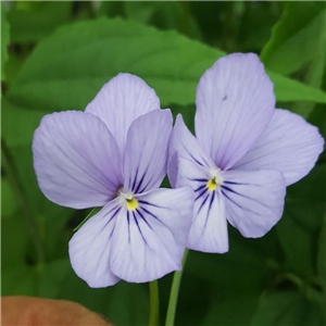 Viola cornuta Kitten