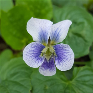 Viola soraria f. priceana