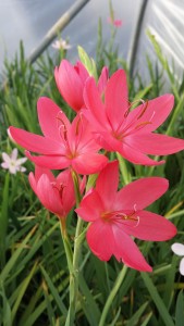 Stunning Schizostylis seedling Schizostylis seedling