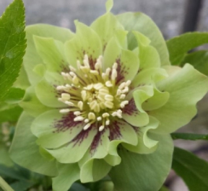 A lovely double green hellebore