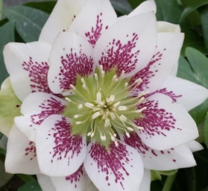 Helleborus lovely cream spotted double