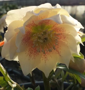 helleborus creamy pink double