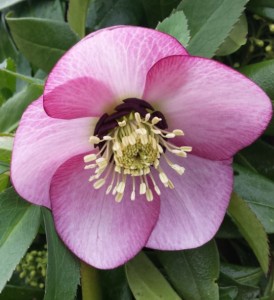 helleborus pink dark nectaries single