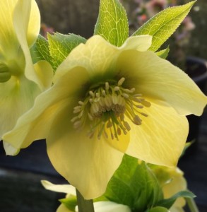Helleborus yellow