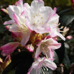 rhododendron ginny gee