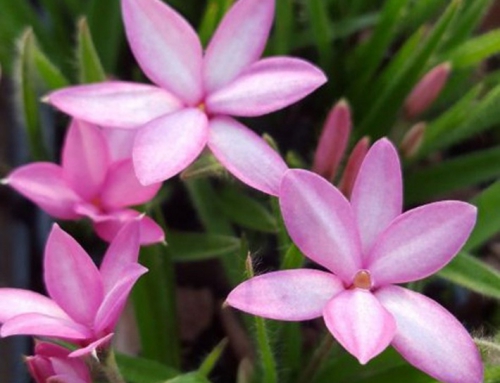 Rhodohypoxis | Plant Profile