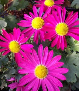 Chrysanthemum 'Mrs Jessie Cooper'