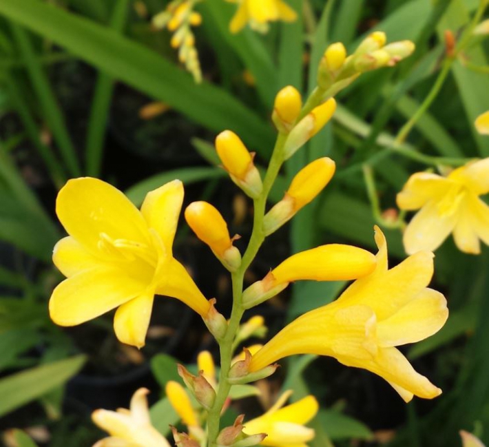 Yellow Crocosmias flowers closeup
