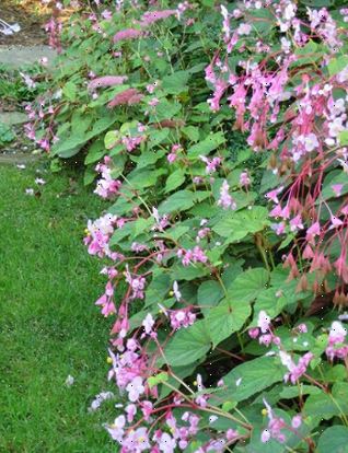 begonia-grandis-tony2