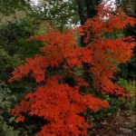 acer-triflorum