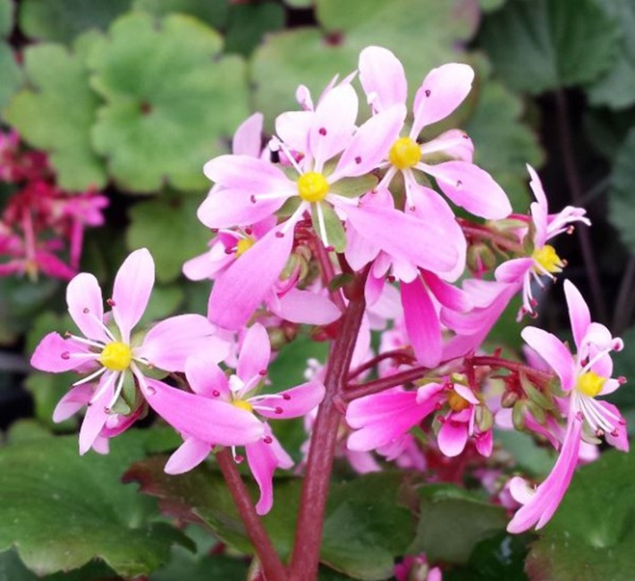 Saxifraga fortunei for sale and cultivation tips - Farmyard Nurseries