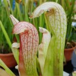 A cobra like lidded sarracenia
