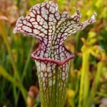 A white lidded with red vein sarracenia