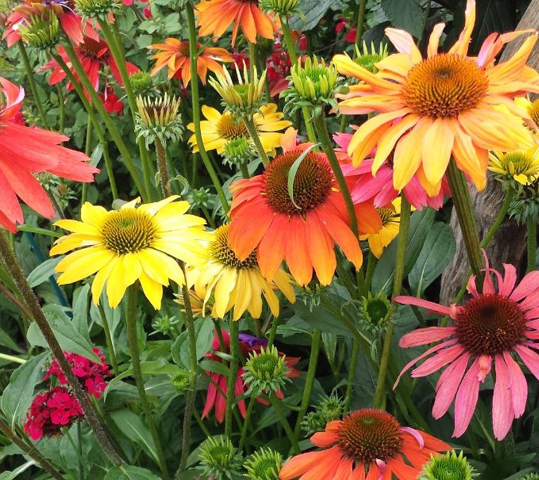 echinacea-cherokee-sunset785x700 an array of coloured echinacea