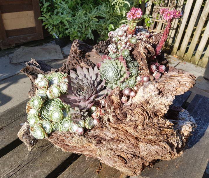 Sempervivums that have been planted on a wooden stump, an ideal and novel growing place