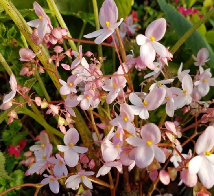 begonia-pink-candyfloss