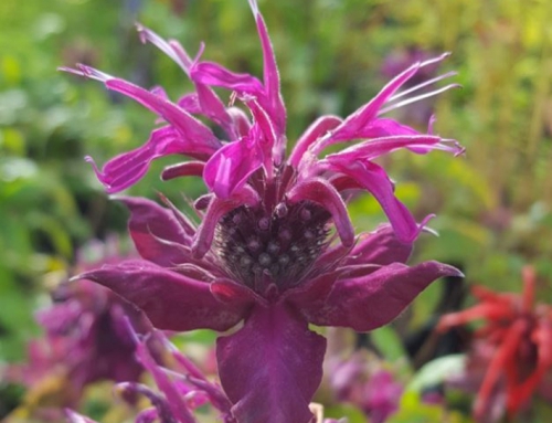 Monarda (Bergamot) | Plant profile