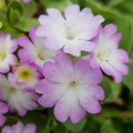 A good Primula allionii hybrid, typical of tis group