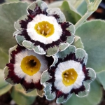A lovely grey-green show Primula auricula