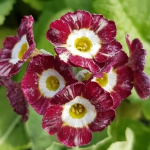 A striped Primula auricula. Lovely.