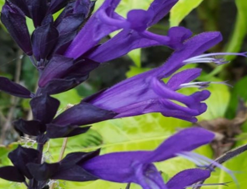 Salvia (Sage) | Plant Profile
