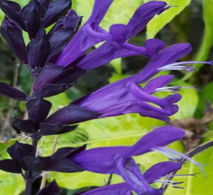Salvias - Stunning plants for sunny sites