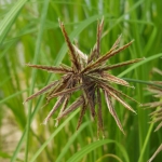 picture of ornamental grass cyperus fuscus