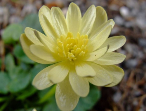 The Celandine – a spring joy – Ranunculus ficaria
