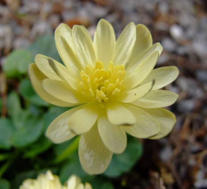 Celandines - one of the most beautiful of all the spring flowers.