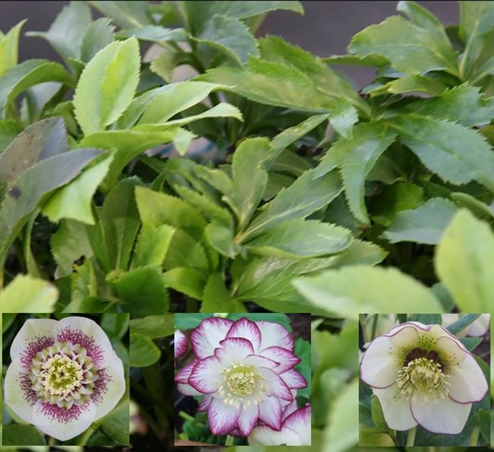 hellebore leaves Hellebores sometimes know as Christmas or Lenten rose