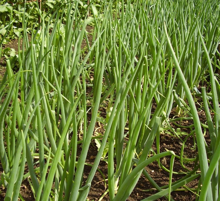 Growing onions is easy and very rewarding.