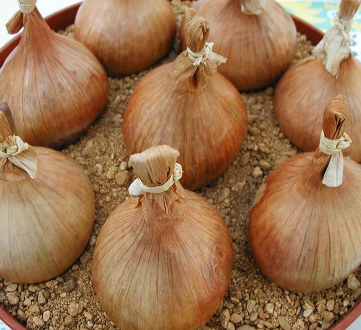 Home grown onions from farmyard nurseries