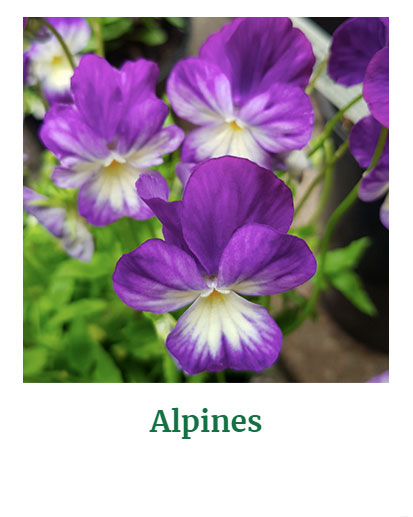 Shop for Alpines
