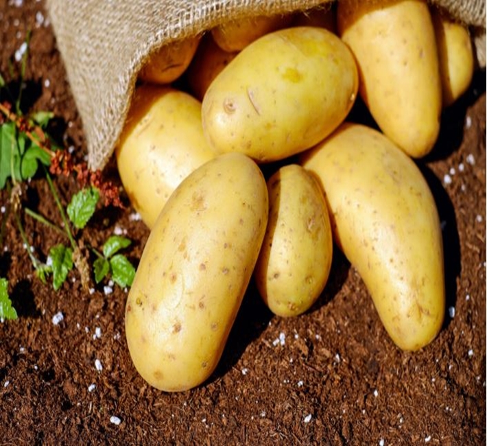 Homegrown potatoes