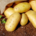 Homegrown white potatoes