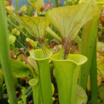 yellow pitcher plant, S.flava