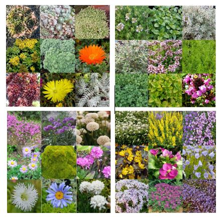 our living roof collections available from the nursery